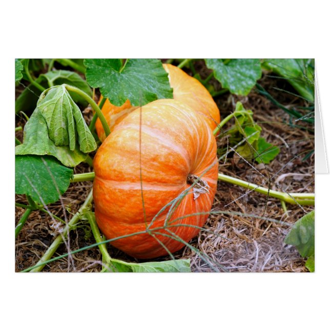 Orange Cinderella Pumpkin (Vorderseite (Horizontal))