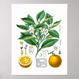Orange Citrus Fruit Botanical Print no.1 Wall Art. Poster