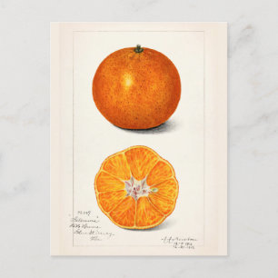 Orange (Citrus Sinensis) Frucht Aquarellmalerei Postkarte
