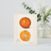 Orange (Citrus Sinensis) Frucht Aquarellmalerei Postkarte (Stehend Vorderseite)