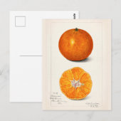 Orange (Citrus Sinensis) Frucht Aquarellmalerei Postkarte (Vorne/Hinten)