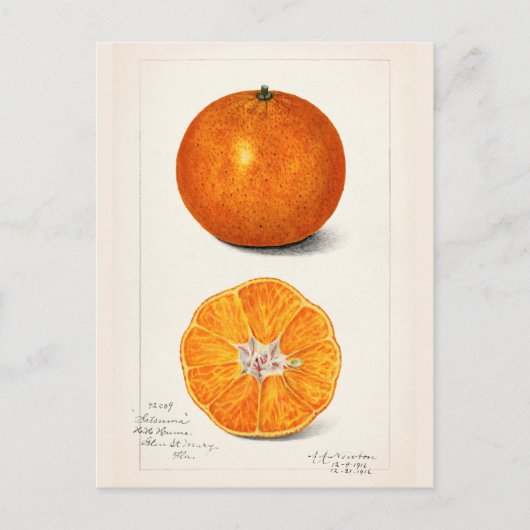 Orange (Citrus Sinensis) Frucht Aquarellmalerei Postkarte (Vorderseite)