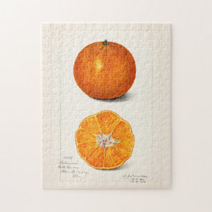 Orange (Citrus Sinensis) Frucht-Aquarellmalerei Puzzle
