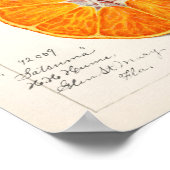 Orange (Citrus Sinensis) von Amanda Almira Newton Poster (Ecke)