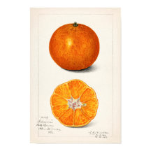 Orange (Citrus Sinensis) von Amanda Almira Newton