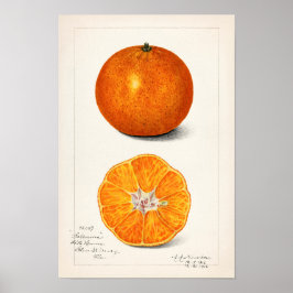 Orange (Citrus Sinensis) von Amanda Almira Newton Poster