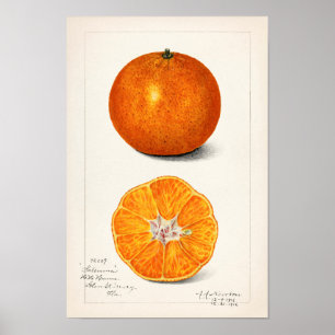 Orange (Citrus Sinensis) von Amanda Almira Newton Poster