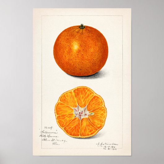Orange (Citrus Sinensis) von Amanda Almira Newton Poster (Vorne)