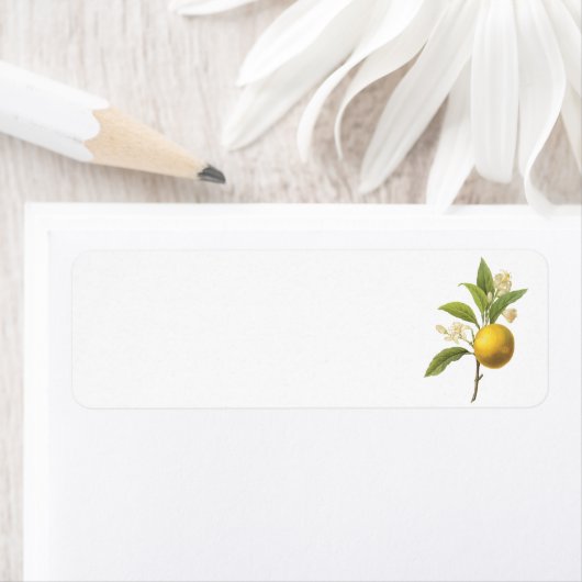 orange(Citrus sp.) von Redouté (Insitu)