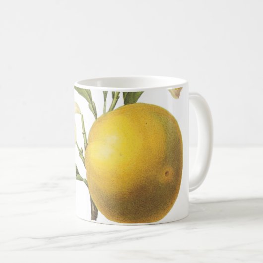 orange(Citrus sp.) von Redouté Coffee Tasse (VorderseiteRechts)