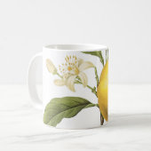 orange(Citrus sp.) von Redouté Coffee Tasse (Vorderseite Links)