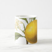 orange(Citrus sp.) von Redouté Coffee Tasse (Mittel)