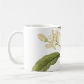 orange(Citrus sp.) von Redouté Coffee Tasse (Links)