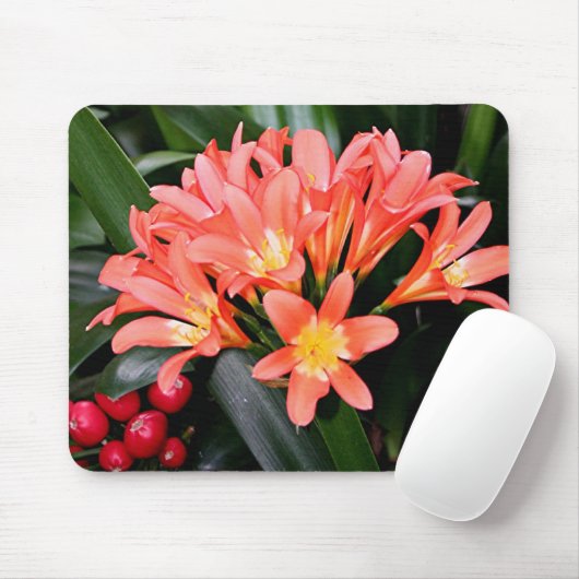 Orange Clivia Blume in Blüte Mousepad (Mit Mouse)