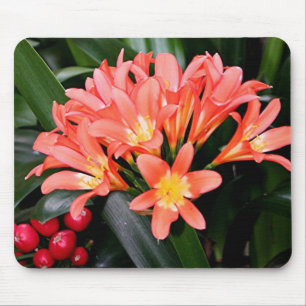 Orange Clivia Blume in Blüte Mousepad