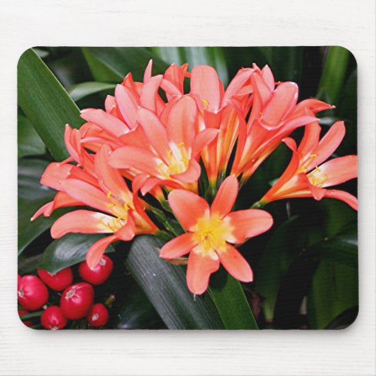 Orange Clivia Blume in Blüte Mousepad (Vorne)