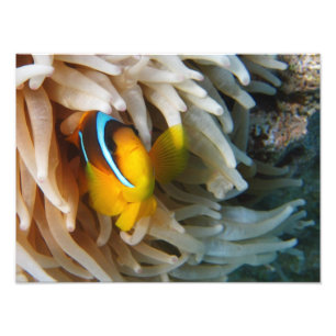 Orange Clown-Fische Fotodruck