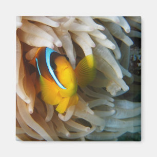 Orange Clown-Fische Magnet
