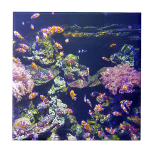 Orange Clown-Unterwasserfische um Koralle Fliese