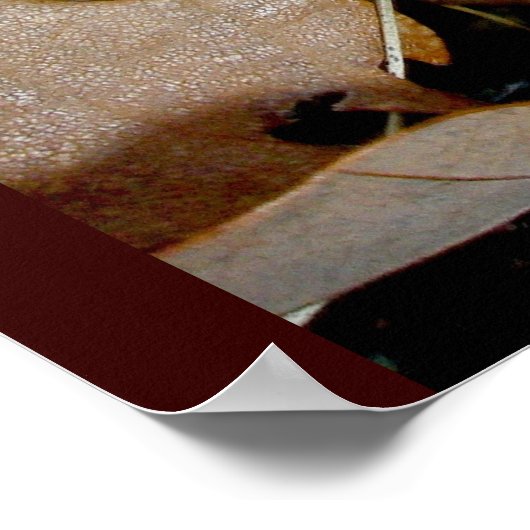 Orange Colony Mushrooms Poster (Ecke)