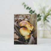 Orange Colony Mushrooms Postkarte (Stehend Vorderseite)