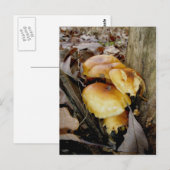 Orange Colony Mushrooms Postkarte (Vorne/Hinten)