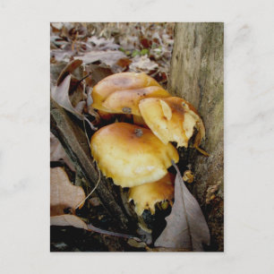 Orange Colony Mushrooms Postkarte