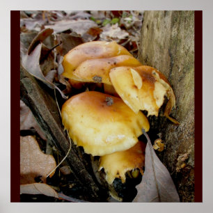 Orange Colony Pilzeplakat Poster