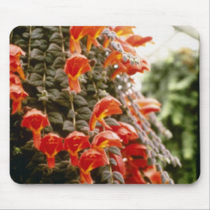 Orange Columnea Gloriosa Goldfish-Pflanzen-Blumen Mousepad