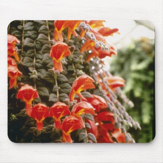 Orange Columnea Gloriosa Goldfish-Pflanzen-Blumen Mousepad (Vorne)