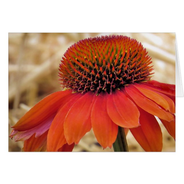 Orange Coneflower (Vorderseite (Horizontal))
