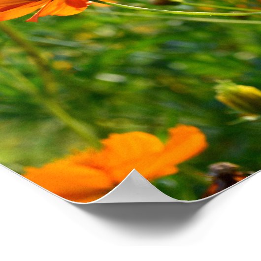 Orange Cosmos-Blume Poster (Ecke)