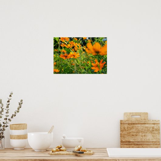 Orange Cosmos-Blume Poster (Küche)