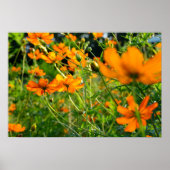 Orange Cosmos-Blume Poster (Vorne)