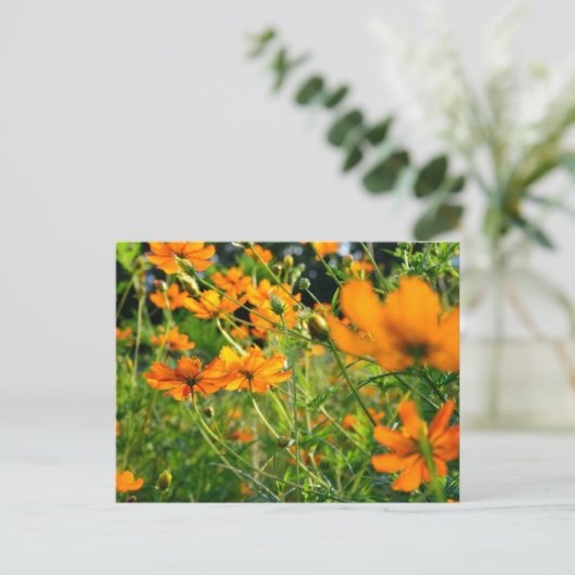 Orange Cosmos-Blume Postkarte (Stehend Vorderseite)