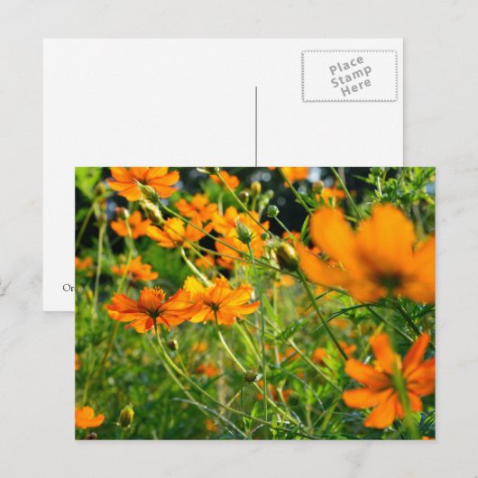Orange Cosmos-Blume Postkarte (Vorne/Hinten)