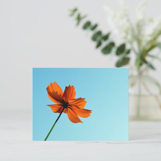 Orange Cosmos Blume Postkarte (Stehend Vorderseite)