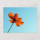 Orange Cosmos Blume Postkarte (Vorderseite)