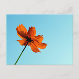 Orange Cosmos Blume Postkarte