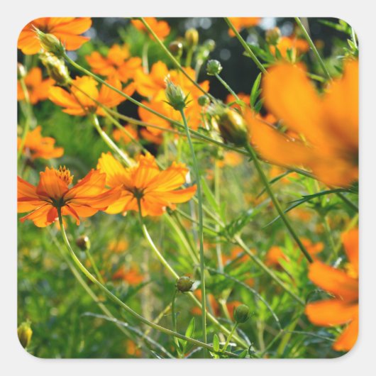 Orange Cosmos-Blume Quadratischer Aufkleber (Vorderseite)