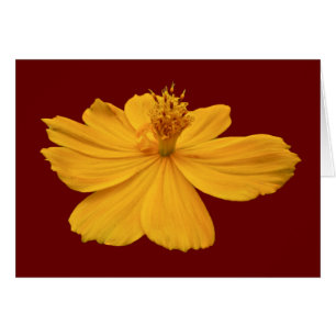 Orange Cosmos-Koordinationselemente