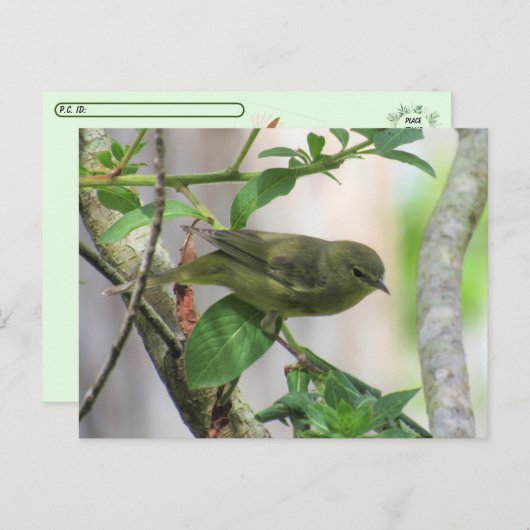 Orange-Crowned Warbler verschieben Postkarte (Vorne/Hinten)