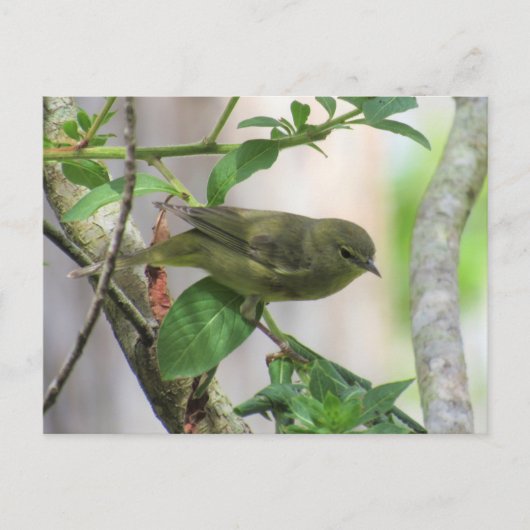 Orange-Crowned Warbler verschieben Postkarte (Vorderseite)