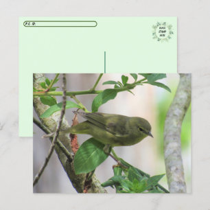Orange-Crowned Warbler verschieben Postkarte