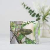 Orange-Crowned Warbler verschieben Postkarte (Stehend Vorderseite)