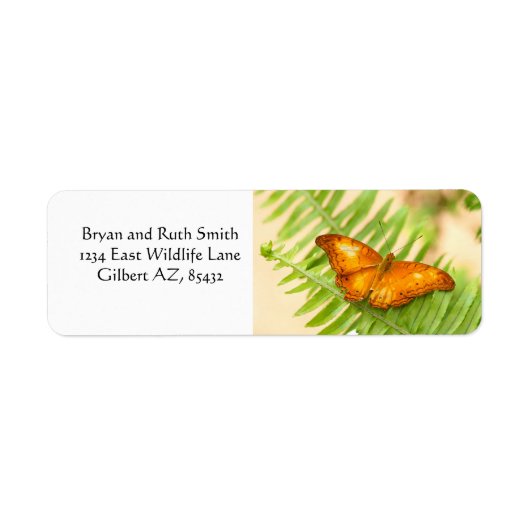 Orange Cruiser Butterfly (Vorne)