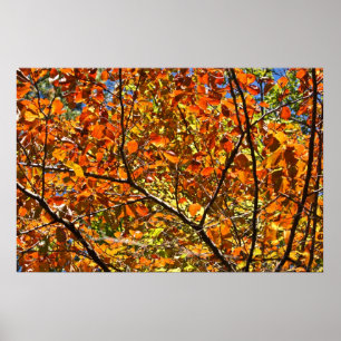 Orange Crush Autumn Leaves Poster