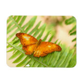 Orange Crusier Schmetterling Magnet (Horizontal)