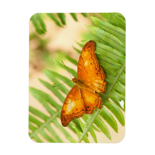 Orange Crusier Schmetterling Magnet (Vertikal)