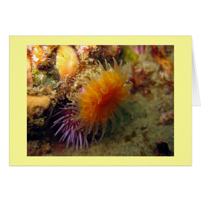 Orange Cup Coral (Vorderseite (Horizontal))